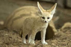 Maybe you would like to learn more about one of these? Adorable Alert Baby Fennec Foxes With The Biggest Ears You Ve Ever Seen From The Grapevine