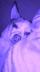 My Dog Purple Vibe Dark Purple Aesthetic Purple Aesthetic