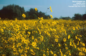 Image result for Bidens kirkii