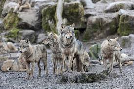 The latest news from wolves. Should Montana Hunters And Trappers Harvest More Wolves