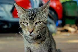 Although the contents of the litter tray are not very pleasant, they give valuable information about how your cat is doing. Signs Your Cat Is Constipated What You Can Do About It