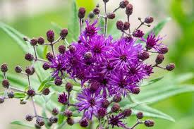 Vernonia angustifolia (Tall Ironweed)