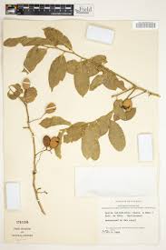 Image result for Opilia amentacea