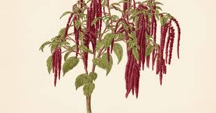Image result for Amaranthus caudatus