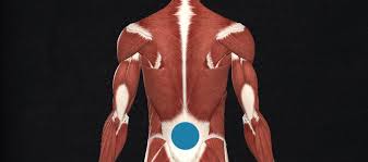 Study upper back anatomy flashcards from tony hao's university of leicester class online, or in brainscape's iphone or android app. How To Build A Bigger And Straighter Upper Back Bony To Beastly