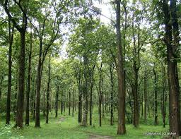 Teak Trees Bandipur National Park Tree Tree Farms Tree Lover