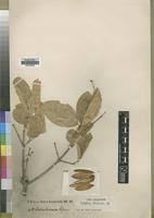 Image result for Schrebera trichoclada