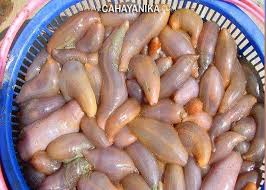 Liputan BERNAMA – Bronok Muar bakal rintis potensi juadah ...