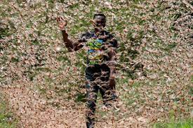 See more of plaga de langostas on facebook. Las Imagenes De La Apocaliptica Plaga De Langostas En Africa Africa Internacional Eltiempo Com