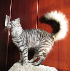 Black And White Tabby Cat Breeds Sir Anamura Black Silver Mackerel Tabby Turkish Angora Silver Tabby Cat Turkish Angora Cat Angora Cats