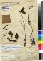 Image result for Calvoa orientalis