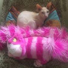 Zizi S Choice Of A Napping Spot That S What Cat Spa Is All To The Feline Affinity Of Soft Textures And Warmth At Least For This Co What Cat Cat Day Feline