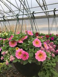 I really enjoy just wandering around the entire store. Sunstar Nurseries Ltd