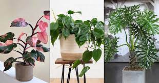 Textured leaves of philodendron plants. 6 Best Easy To Grow Philodendron Varieties Indoors Balcony Garden Web