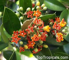 Image result for Oldfieldia macrocarpa