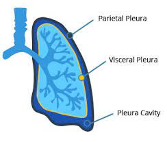 01.12.2018 · malignant pleural mesothelioma (mpm) is a cancer of the mesothelial cells lining the pleural cavity. Pleural Mesothelioma Symptoms And Treatment