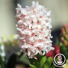 Image result for Hyacinth Red 2016 GL