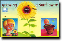 Growing A Sunflower Chart Far Eastern Books Online