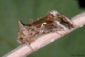 Image result for Autographa excelsa