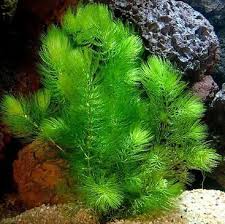 Membuat aquascape yang sehat tentu membutuhkan kejelian terhadap pemilihan tanaman yang sesuai dengan ekosistem air. 15 Jenis Tanaman Aquascape Tanpa Co2 Anubias Merah Di Air