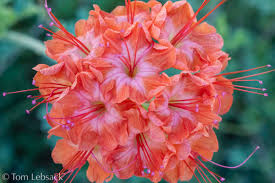 Image result for Buchnera capitata