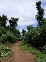 Image result for Hypselodelphys scandens