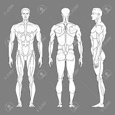 This is a table of skeletal muscles of the human anatomy. Body Silhouette Of A Man With Muscles In Front Side And Back Royalty Free Cliparts Vectors And Stock Illustration Image 142703624