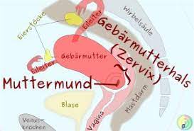Die zervixdystokie stellt eine komplikation beim geburtsvorgang dar. Muttermund Abtasten Die Ersten Fragen