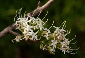 Image result for Pavetta schumanniana