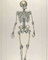 Vintage Medical Anatomy Chart Skeletal Skeleton Illustration