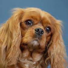 May 14, 2019 · the cavalier king charles spaniel is a breed which the the kennel club classifies as a toy dog. Cavalier King Charles Spaniel Wisdom Panel German