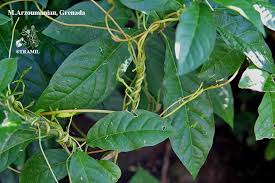 Image result for Cuscuta kilimanjari