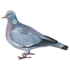 How to use due in a sentence. Due Via Ekskrementerne Kan Duer Sprede Smitte Ligesom Rotter