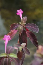 Image result for Ruellia makoyana