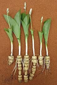 Image result for Tecophilaeaceae