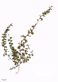 Image result for Evolvulus nummularius