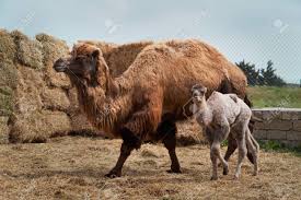 A camel is a horse made by committee. Bactrian Camel Family Camel And Camel Colt On Farm Outdoors Stock Photo Picture And Royalty Free Image Image 144912169