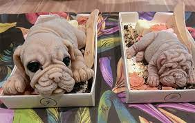 Taipei () current squad with market values transfers rumours player stats fixtures news. The Ice Cream Puppy In 2020 The Craze Is Still Going Strong
