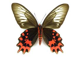 Image result for Arthropteris anniana