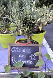 Potted Olive Tree Care Potted Olive Tree Olive Tree Care Indoor Olive Tree