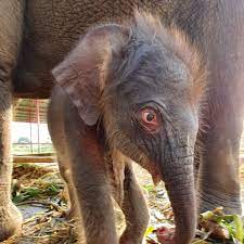 Elephantstay - Today please remember how cute baby elephants are when they  are born. Fortunately healthy elephants breed. That is why we have had 89  successful births. We need to look after