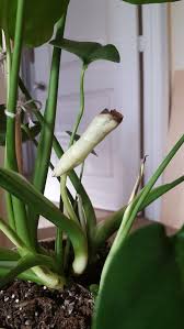Monstera Deliciosa New Growth Is Brown Stunted
