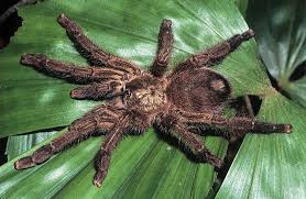 Image result for Pavetta lasiobractea