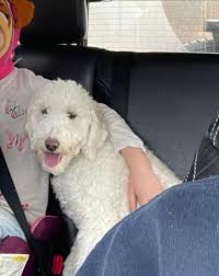 Lost dog Bandida in Gilbertsville during fireworks