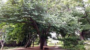 Image result for Monodora minor