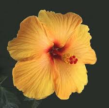 Masih belum terlambat nak cantikkan rambut menjelang raya guna. Hhg10 Bunga Raya The National Flower Of Malaysia Steemit
