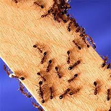 Outdoors, this can be rotting trees and decaying wood. Best Pest Control Near Me Clearwater Urgent Pest Control 727 401 4666 Call For Urgent Bug A Termite Pest Control Pest Control Services Best Pest Control