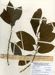 Image result for Bridelia atroviridis