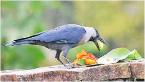 காகத்திற்கு உணவு அளித்தால் நம் முன்னோர்களின் ஆசியைப் பெற்றுக் கொடுக்குமா..!  - Cine Tech Tamil