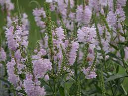 Obedient Plant Beautiful But Not Always Obedient Obedient Plant Plants Wildflower Seeds